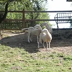 Lantgård Pri Lazarju Farm Podgrad (Osrednjeslovenska)