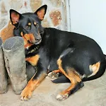 Farm stay Pri Lazarju Farm