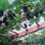 Farm stay Pri Lazarju Farm *